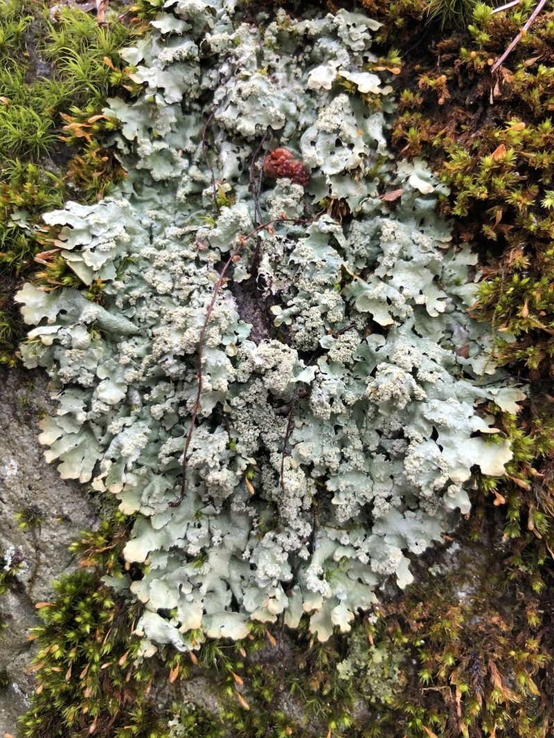 Myelochroa Lichen photo 6