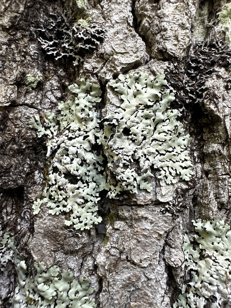 Myelochroa Lichen photo 7