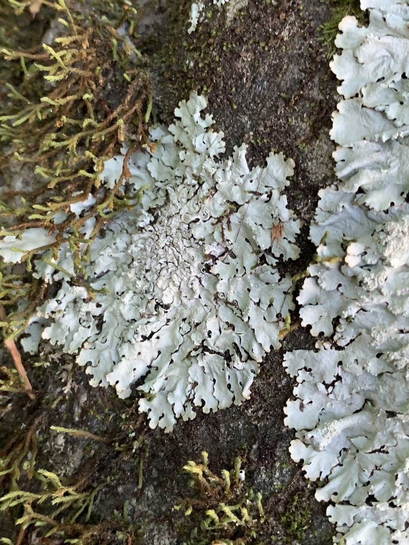 Myelochroa Lichen photo 8