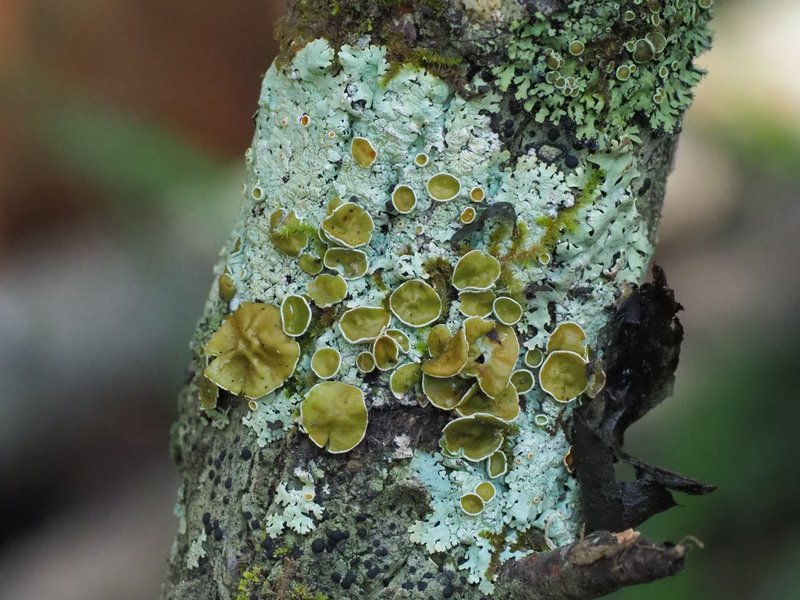 Myelochroa Lichen