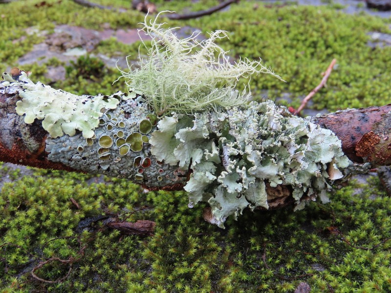 Myelochroa Lichen