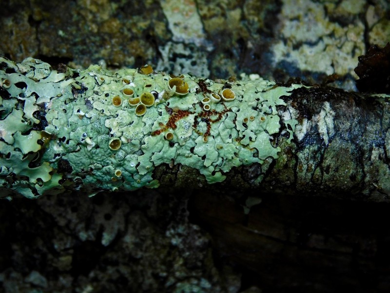 Myelochroa Lichen photo 2