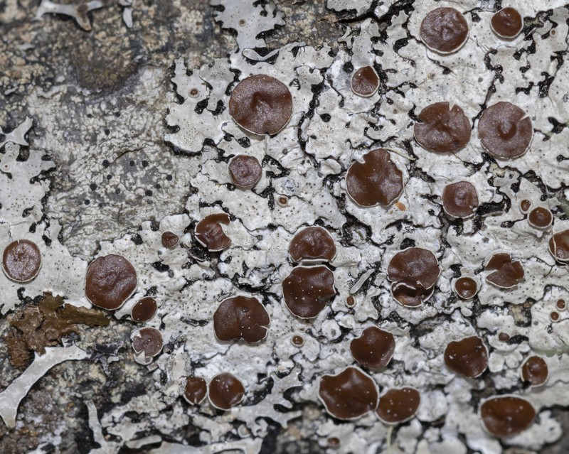 Myelochroa Lichen photo 3