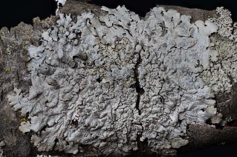 Myelochroa Lichen photo 4