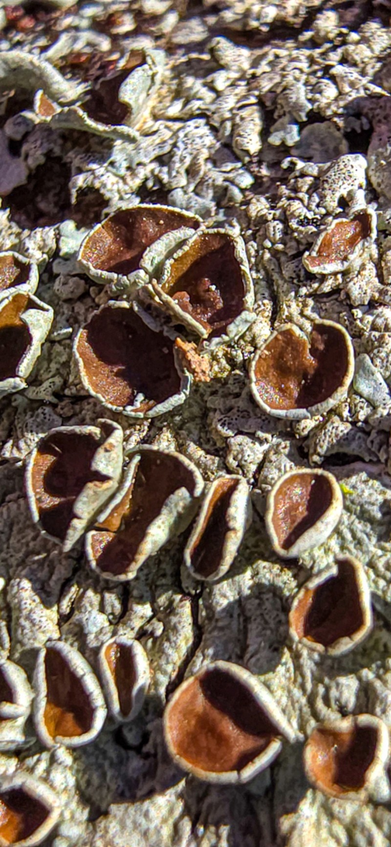 Myelochroa Lichen photo 5
