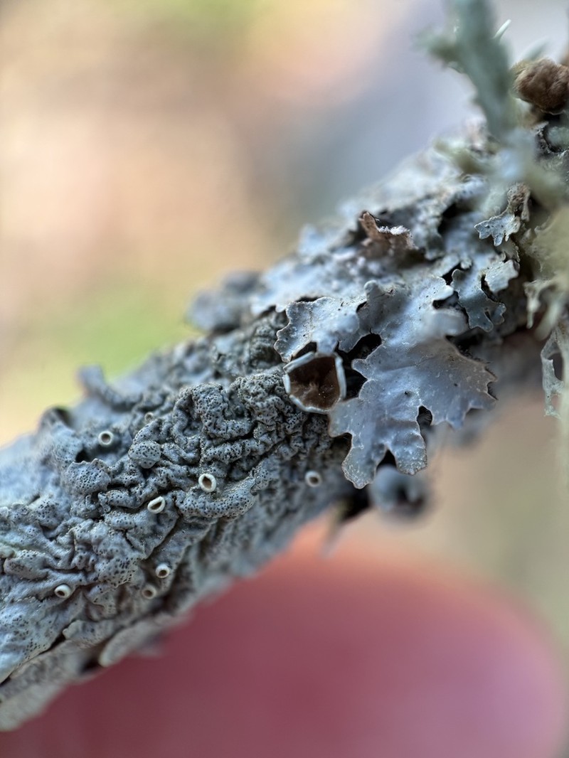 Myelochroa Lichen photo 6
