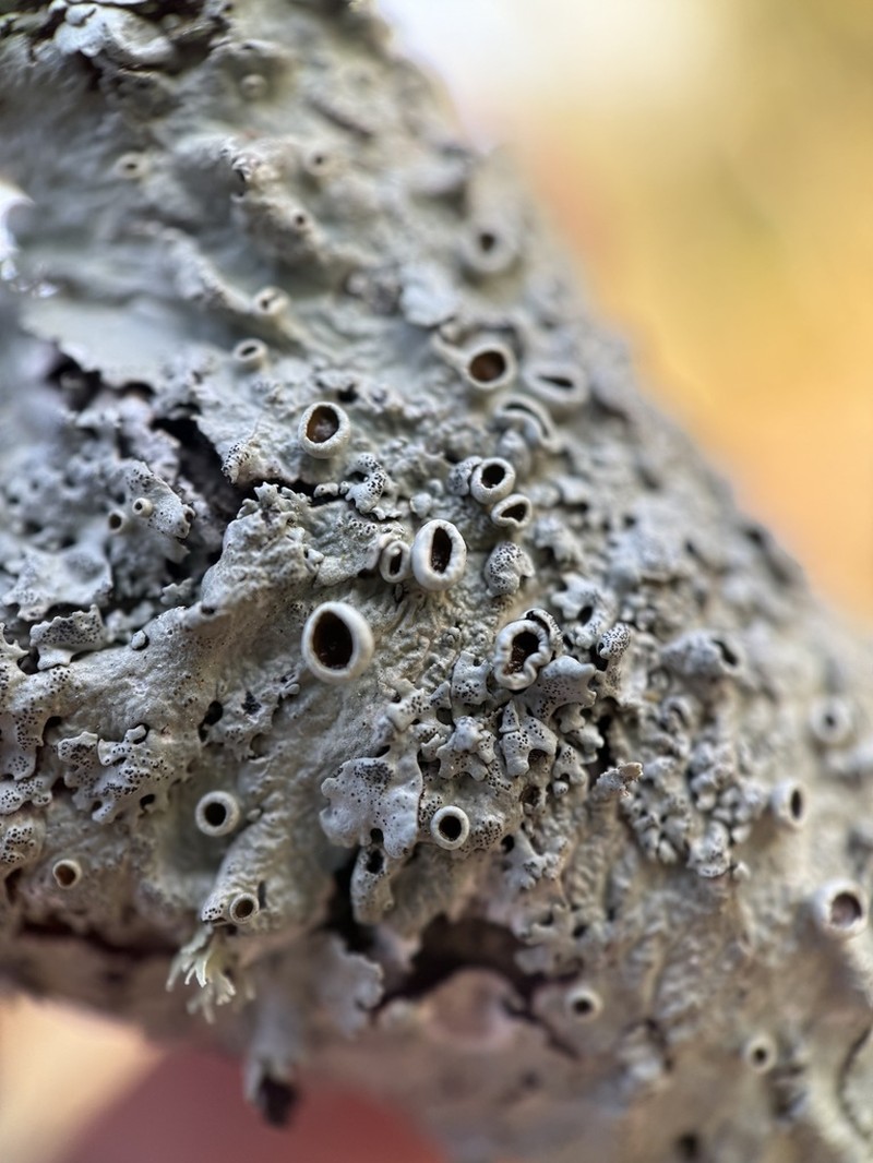 Myelochroa Lichen photo 7