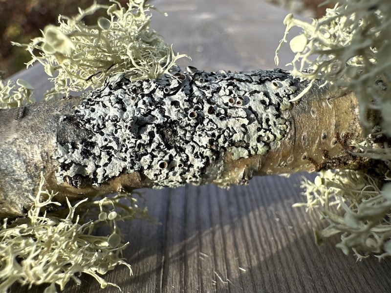Myelochroa Lichen photo 8
