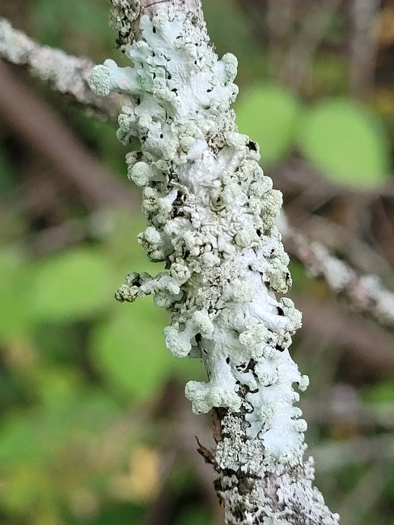 Myelochroa Lichen