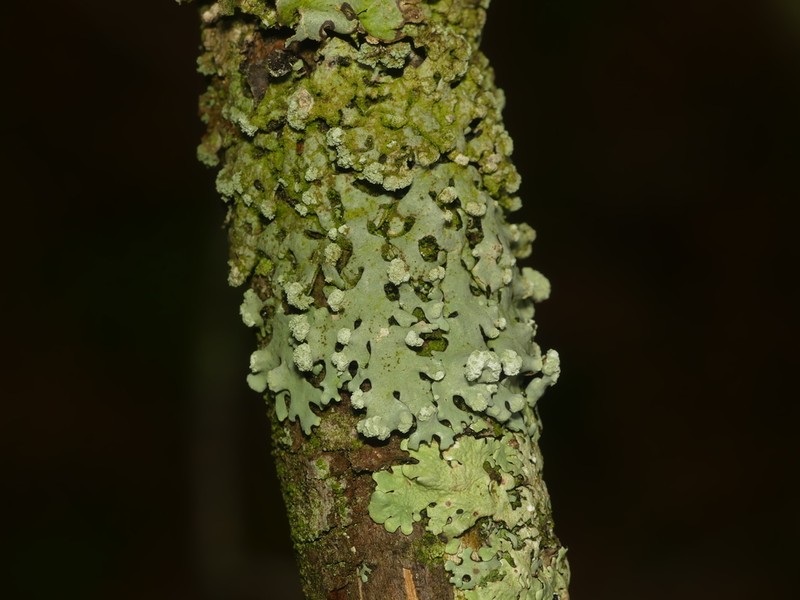 Myelochroa Lichen photo 2