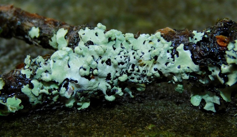 Myelochroa Lichen photo 3