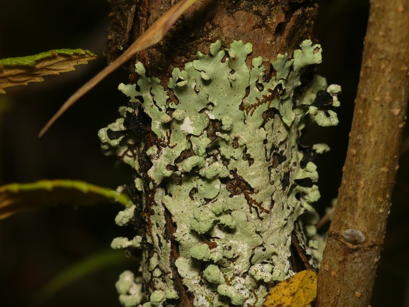 Myelochroa Lichen photo 4