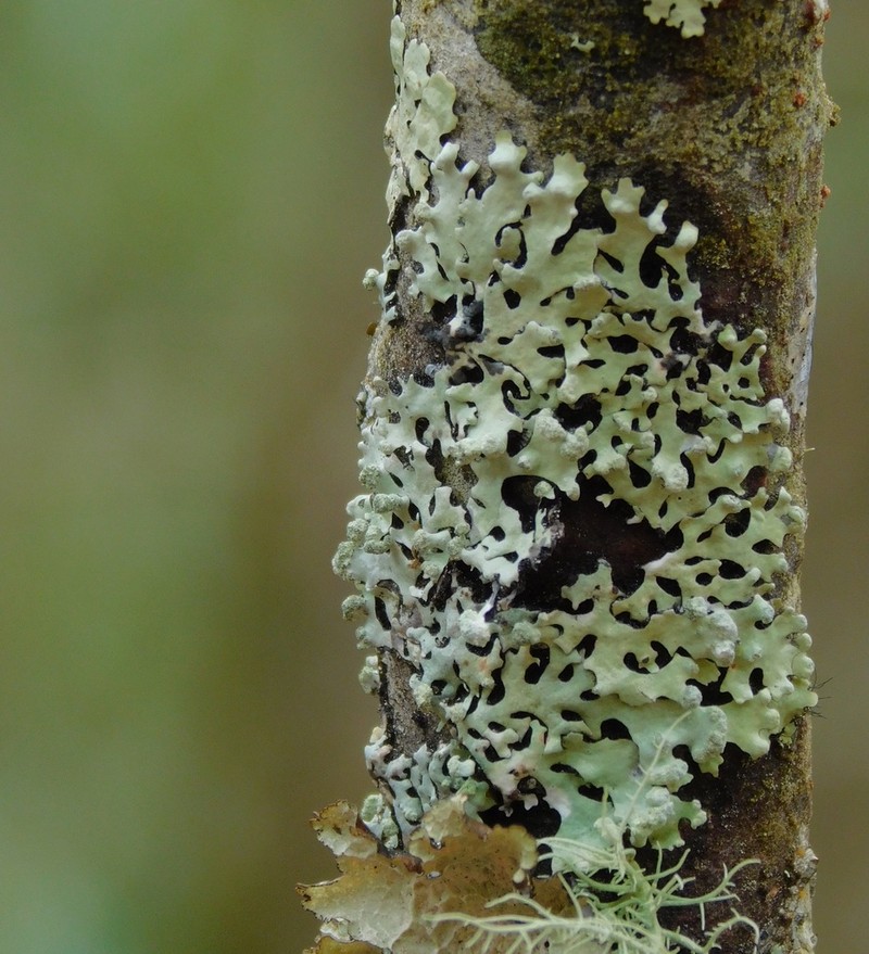 Myelochroa Lichen photo 5