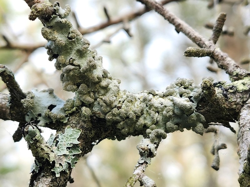 Myelochroa Lichen photo 6