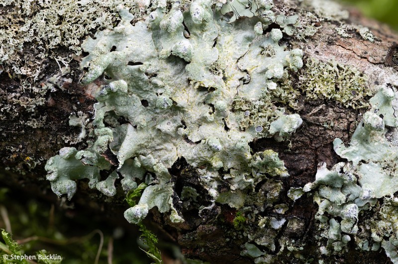 Myelochroa Lichen photo 7