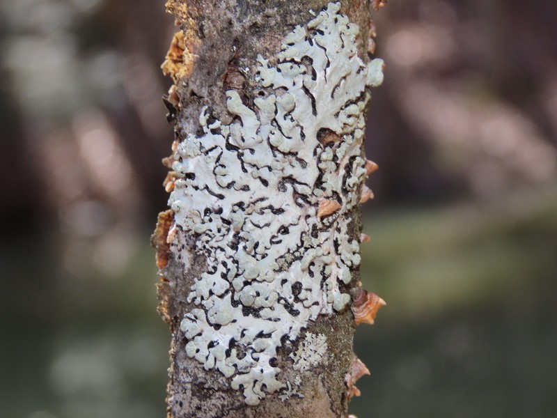 Myelochroa Lichen photo 8