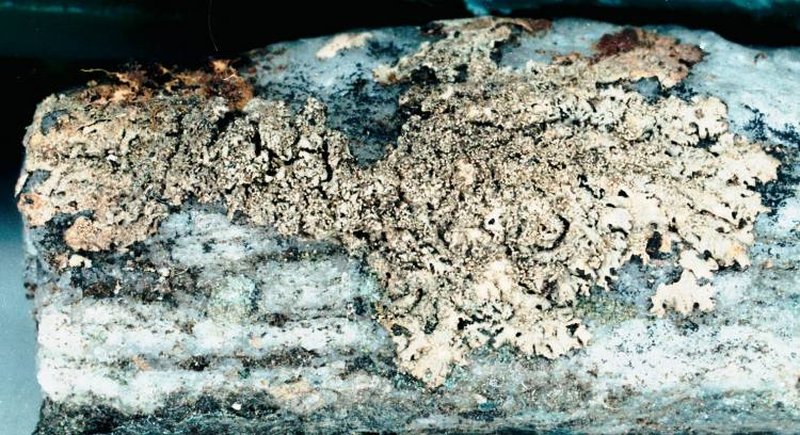Myelochroa Lichen