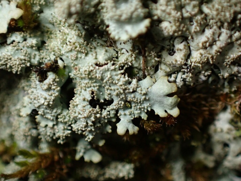 Myelochroa Lichen