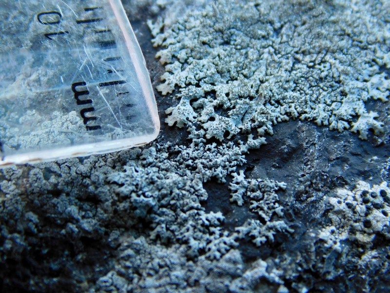 Myelochroa Lichen photo 2