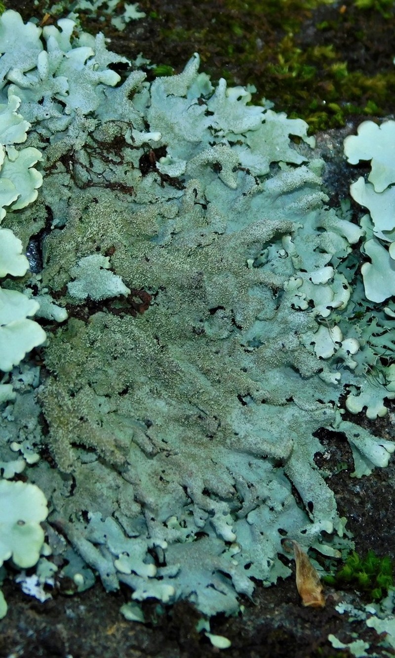 Myelochroa Lichen photo 3