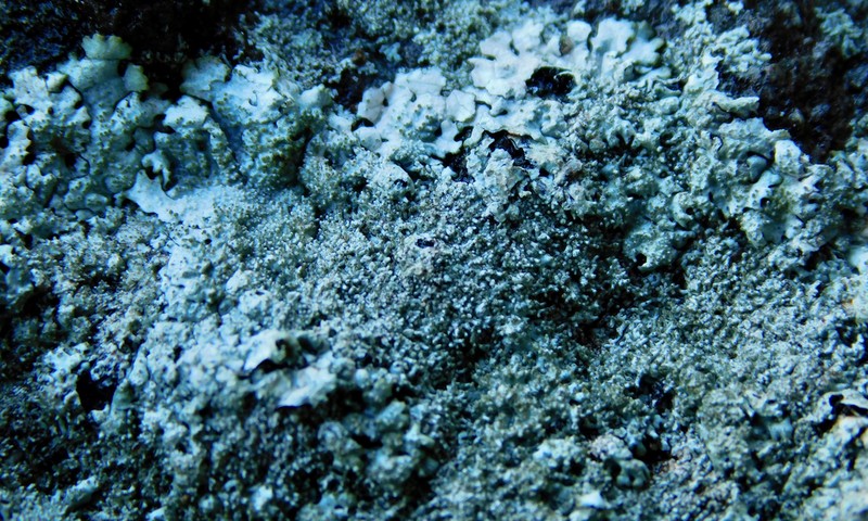 Myelochroa Lichen photo 4