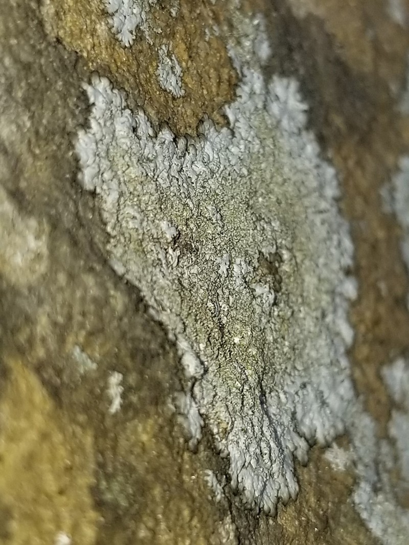 Myelochroa Lichen photo 5