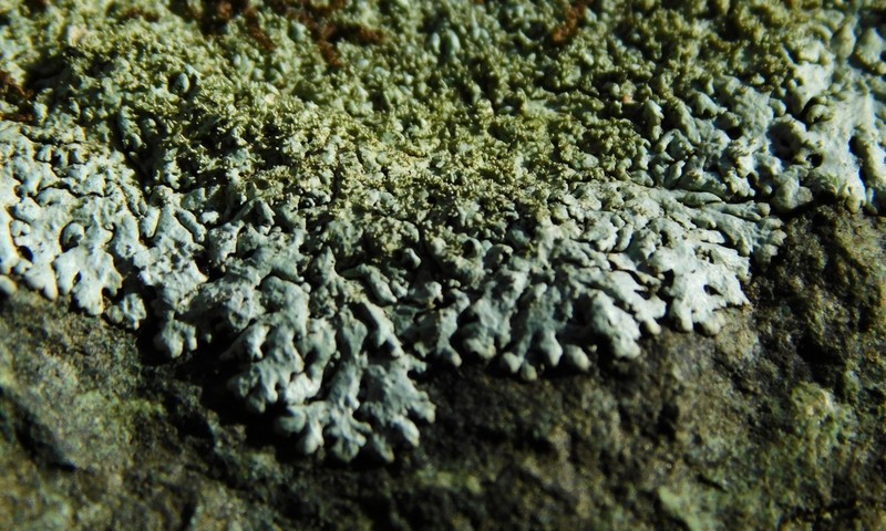 Myelochroa Lichen photo 6