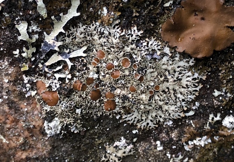 Myelochroa Lichen photo 7