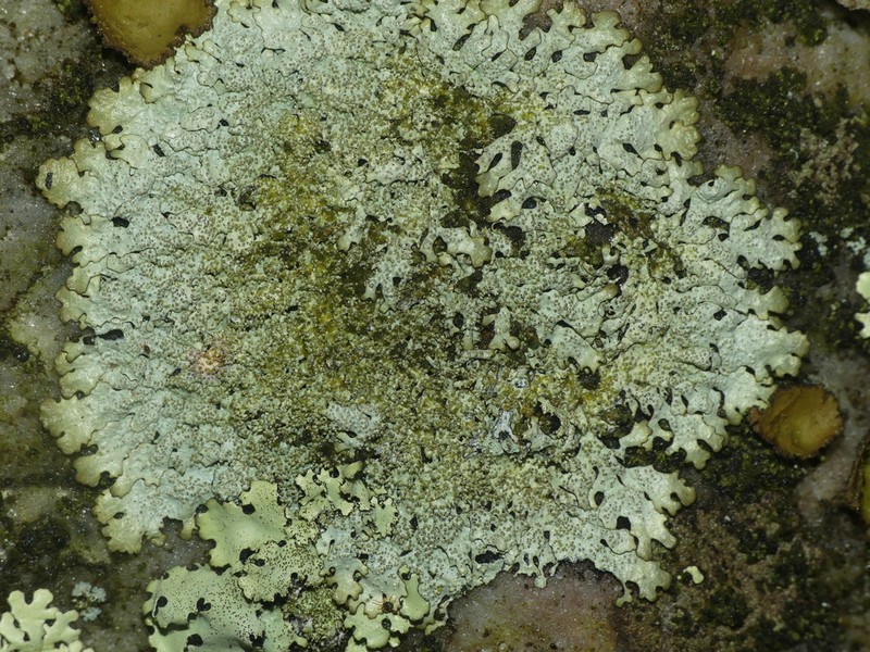 Myelochroa Lichen photo 8