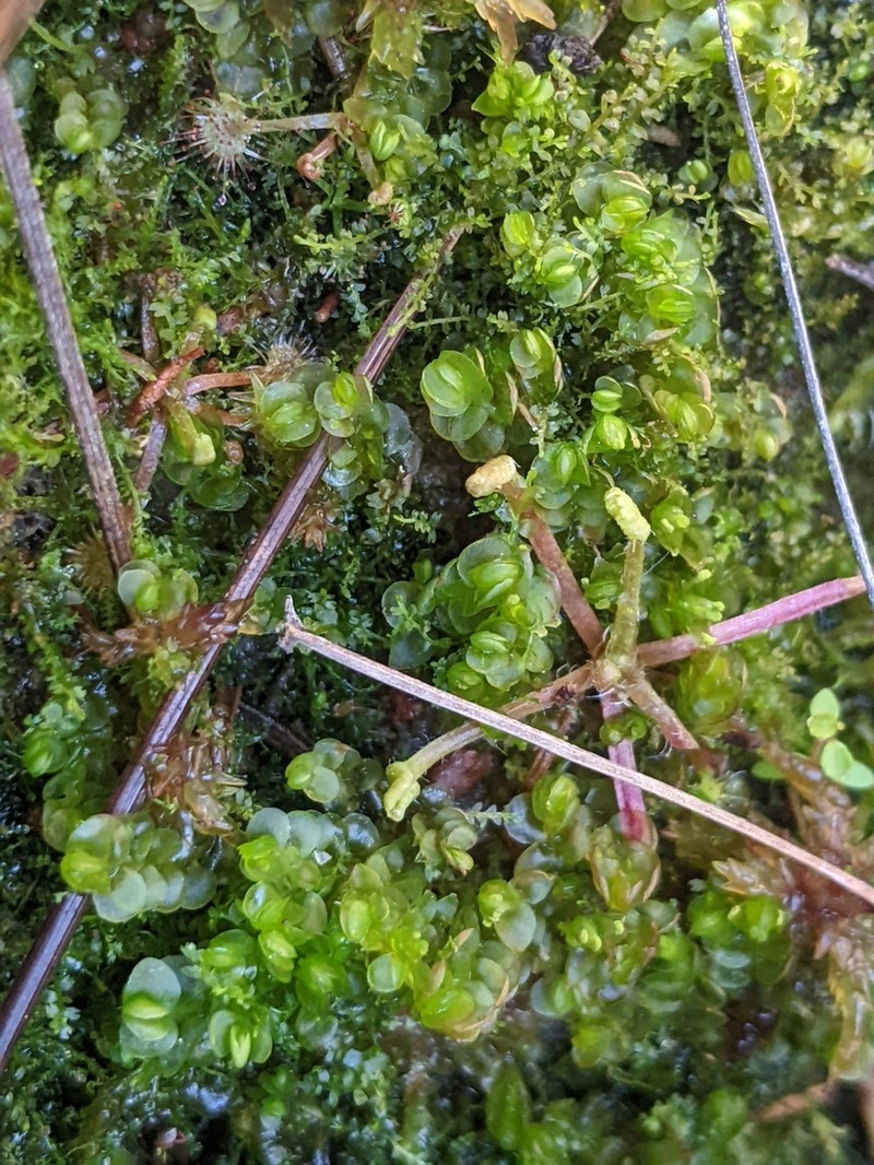 Mylia anomala