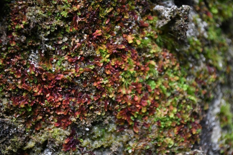 Mylia taylorii photo 5