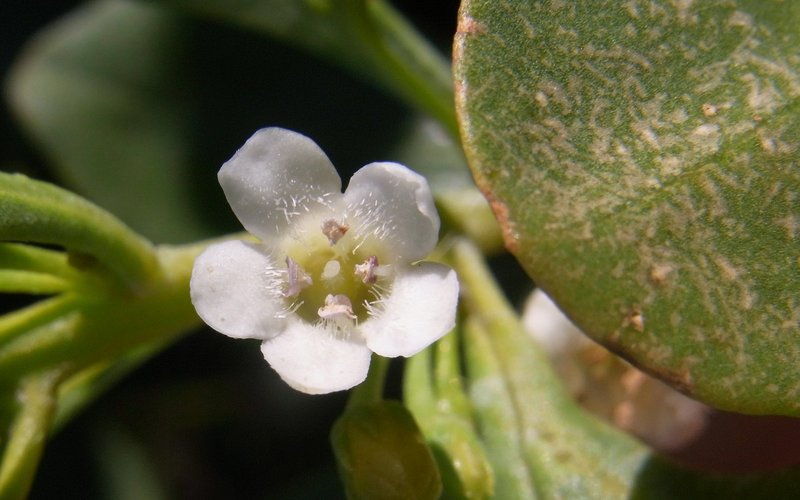 Myoporum boninense