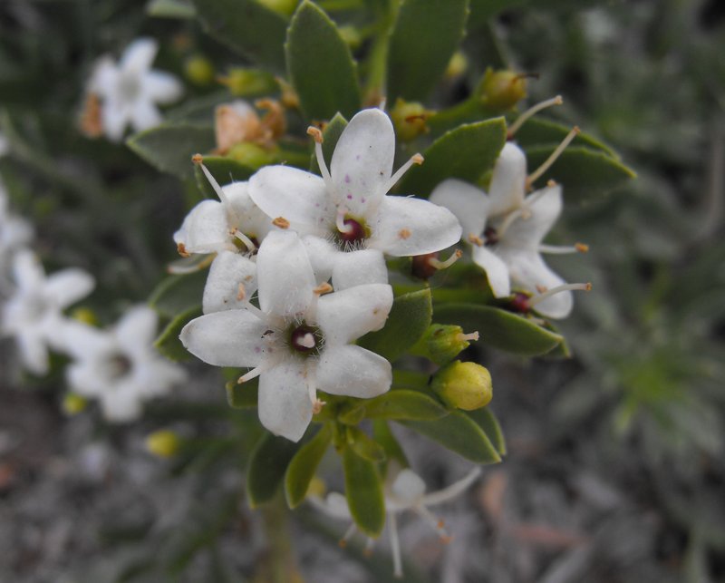 Slender Myoporum