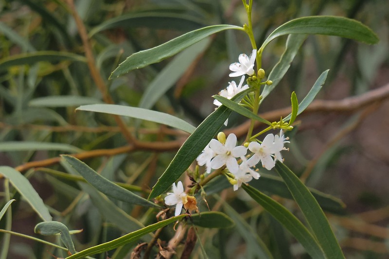 Myoporum platycarpum subsp. platycarpum