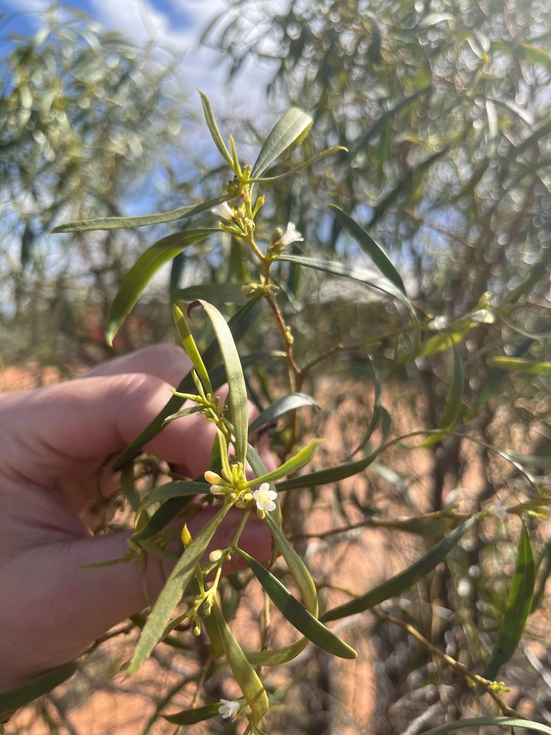Myoporum platycarpum subsp. platycarpum photo 2