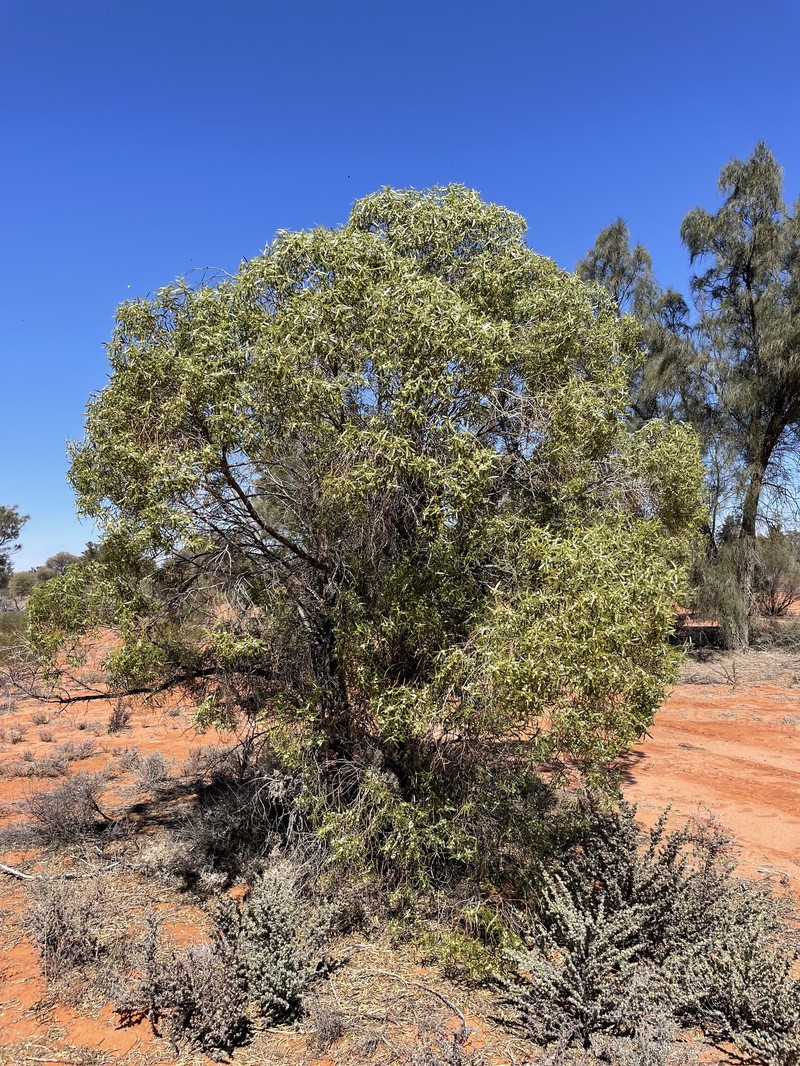 Myoporum platycarpum subsp. platycarpum photo 3