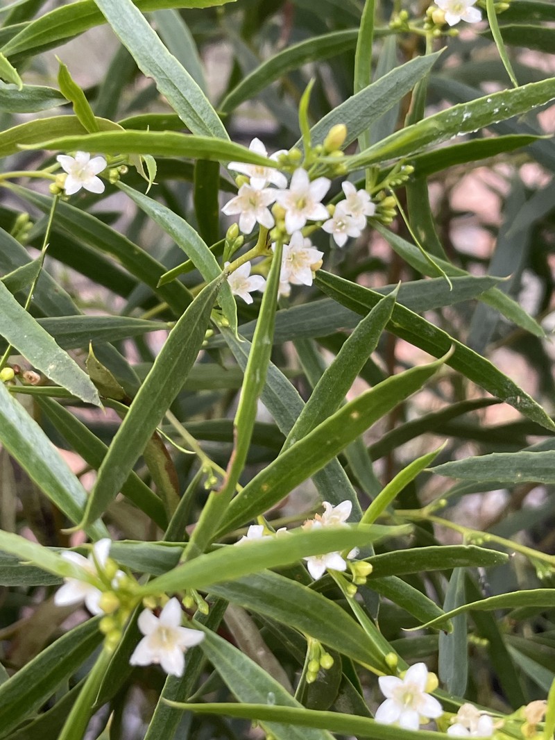 Myoporum platycarpum subsp. platycarpum photo 4