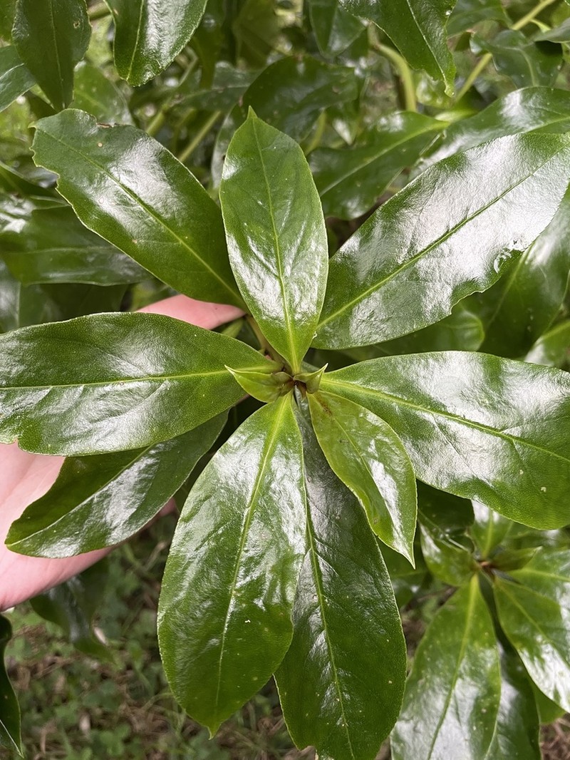 Myoporum semotum