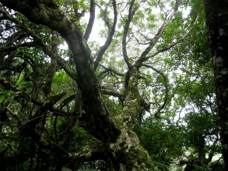 Myoporum semotum photo 2