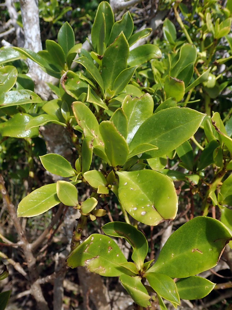 Myoporum semotum photo 3