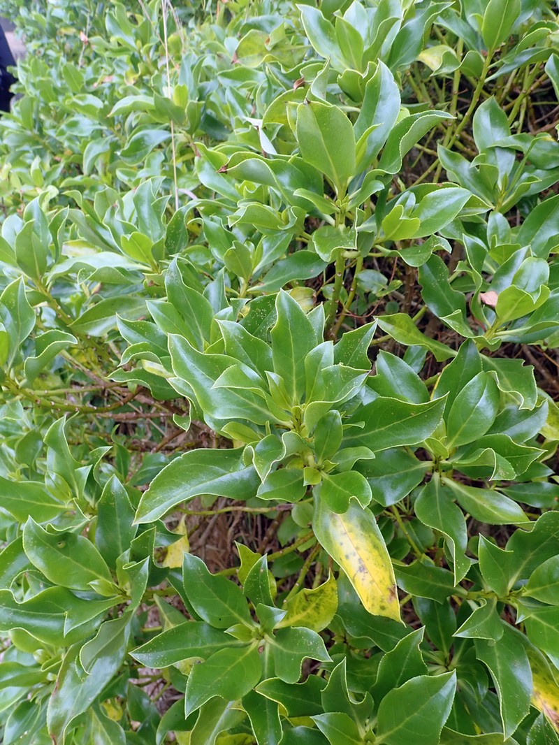 Myoporum semotum photo 4