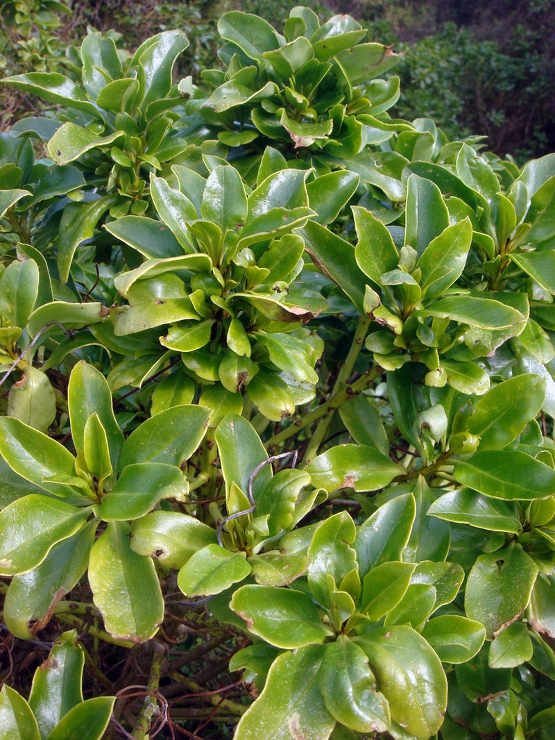 Myoporum semotum photo 5