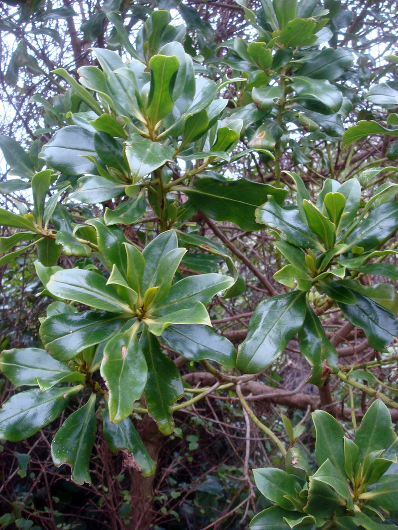 Myoporum semotum photo 6