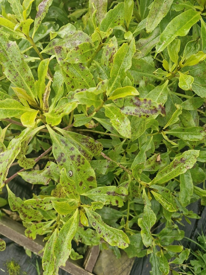 Myoporum semotum photo 7