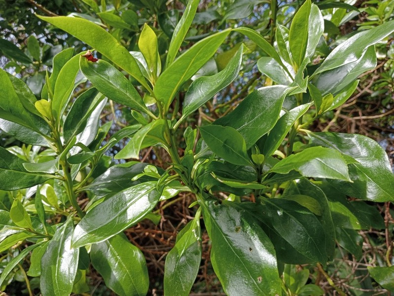 Myoporum semotum photo 8