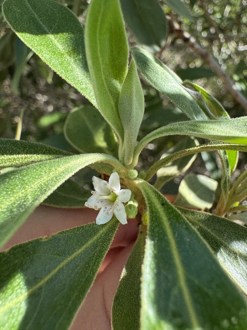 Myoporum stellatum