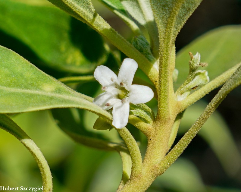 Myoporum stellatum photo 2