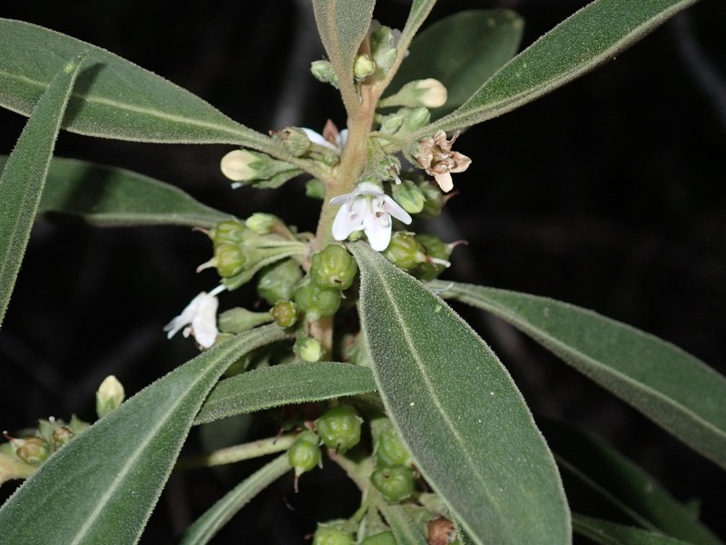 Myoporum stellatum photo 3