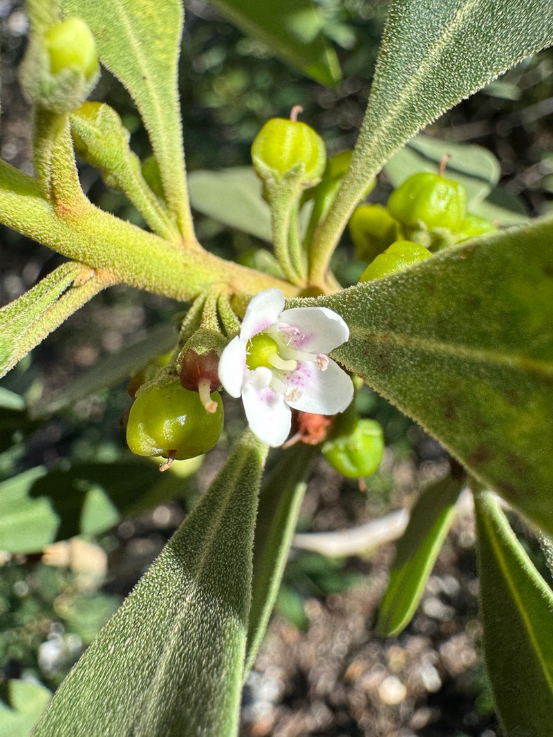 Myoporum stellatum photo 4