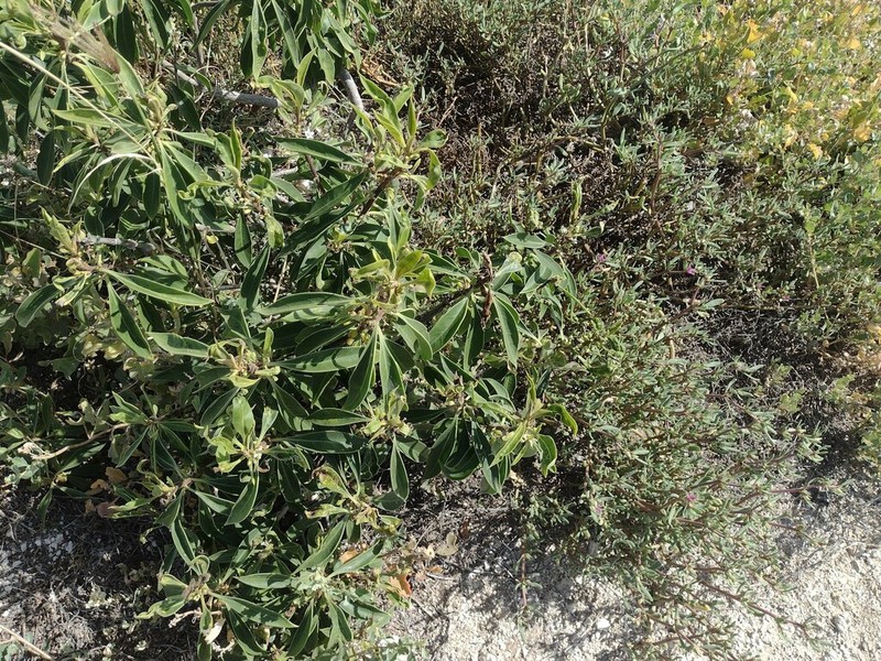 Myoporum stellatum photo 5
